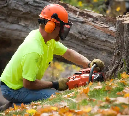 tree services Mahopac